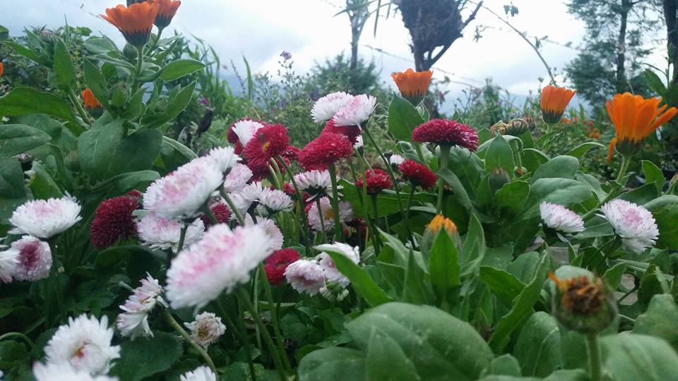 laligurash-homestay
